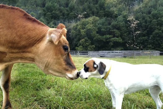 Cow and dog